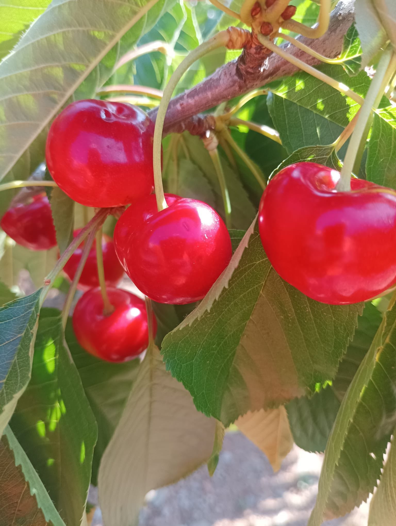 El 'Cielo de Almería' se tiñe de rojo 'cereza' El 'Cielo de Almería' se tiñe de rojo 'cereza'