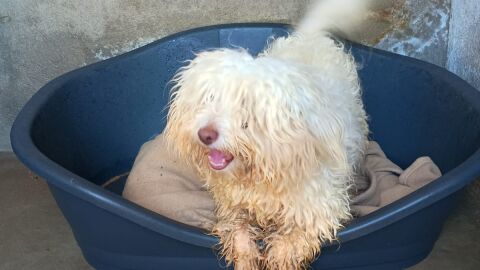 El cachorro de caniche que llegó en patera a Santa Eularia El cachorro de caniche que llegó en patera a Santa Eularia