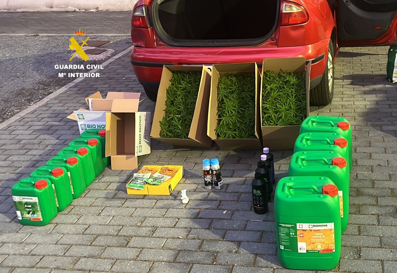 Detenido en la AP-7 con más de 300 plantas de marihuana y cocaína en la Ribera de Cabanes Detenido en la AP-7 con más de 300 plantas de marihuana y cocaína en la Ribera de Cabanes