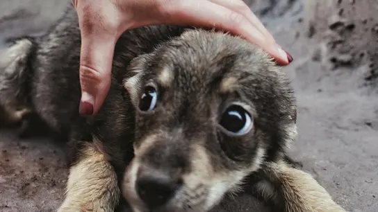 Imagen de archivo de un perro con su dueño Imagen de archivo de un perro con su dueño