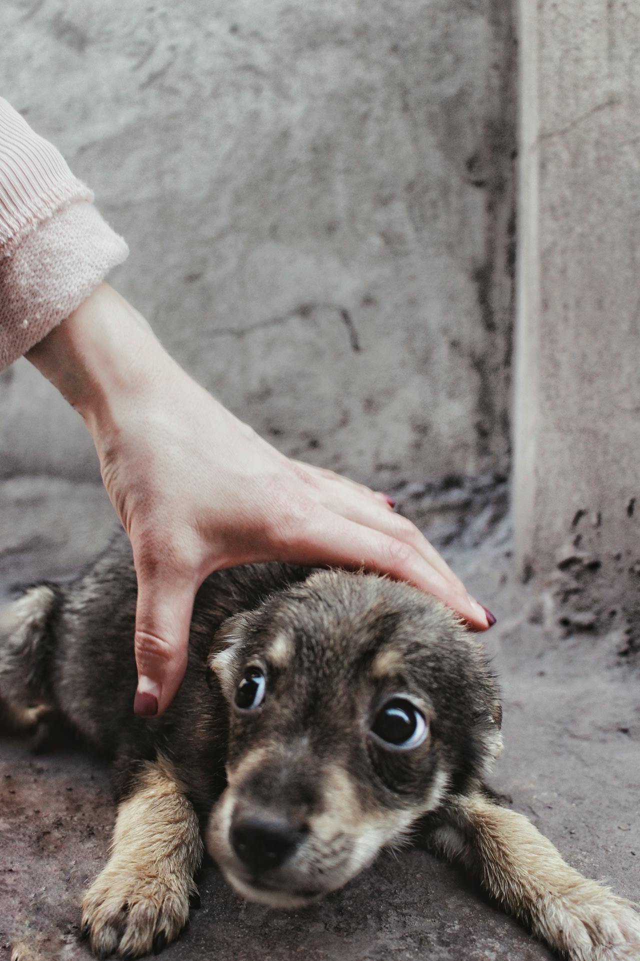 ¿Estamos trasladando nuestra ansiedad a nuestras mascotas? Un estudio revela que ya es un rasgo habitual en la mayoría de perros ¿Estamos trasladando nuestra ansiedad a nuestras mascotas? Un estudio revela que ya es un rasgo habitual en la mayoría de perros