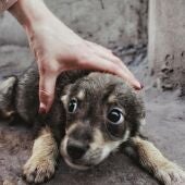 Imagen de archivo de un perro con su dueño
