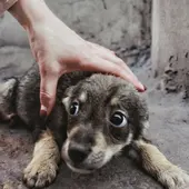 Imagen de archivo de un perro con su dueño Imagen de archivo de un perro con su dueño