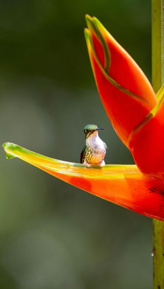 Biodiversidad Colombia