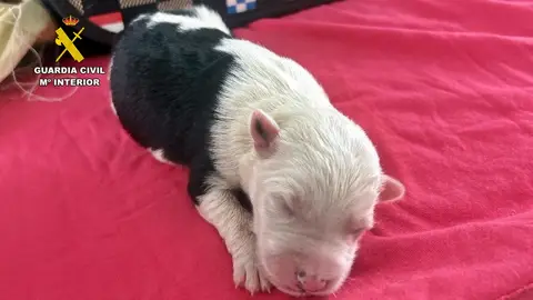 Perro abandonado Perro abandonado