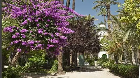 Parque Municipal de Elche. Parque Municipal de Elche.