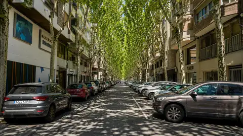 Recreación de la calle Doctor Ferrán de Elche con árboles de gran porte. Recreación de la calle Doctor Ferrán de Elche con árboles de gran porte.