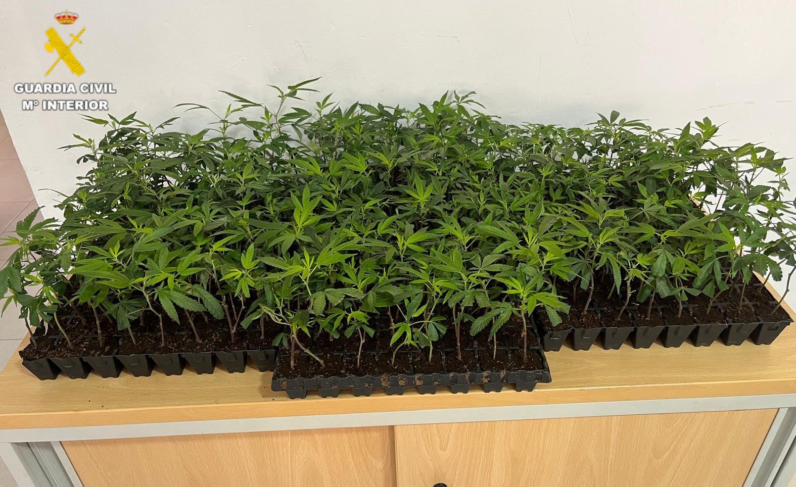 Detenido en Benicarló con 288 plantones de marihuana ocultos en su vehículo Detenido en Benicarló con 288 plantones de marihuana ocultos en su vehículo