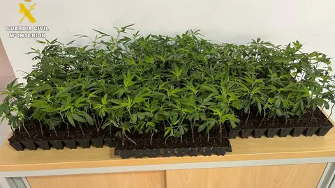 Detenido en Benicarló con 288 plantones de marihuana ocultos en su vehículo Detenido en Benicarló con 288 plantones de marihuana ocultos en su vehículo