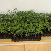 Detenido en Benicarló con 288 plantones de marihuana ocultos en su vehículo Detenido en Benicarló con 288 plantones de marihuana ocultos en su vehículo