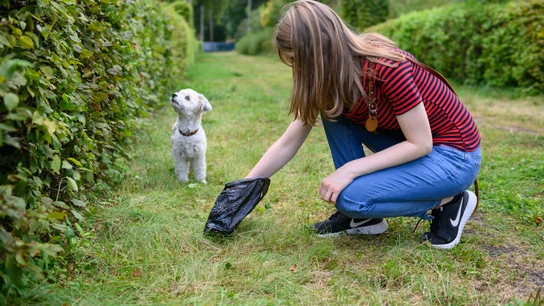 ¿Higiene o atraco? Algunas ciudades ya rastrean el ADN de los excrementos de mascotas para multar a los dueños ¿Higiene o atraco? Algunas ciudades ya rastrean el ADN de los excrementos de mascotas para multar a los dueños