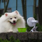 Perro con un ventilador