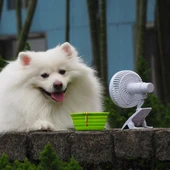 Perro con un ventilador Perro con un ventilador