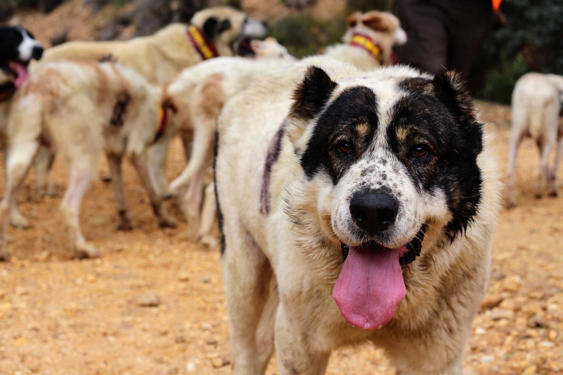 Los veterinarios canarios piden calma ante las informaciones sobre la leishmaniosis Los veterinarios canarios piden calma ante las informaciones sobre la leishmaniosis