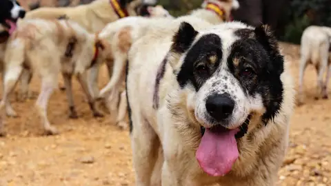Los veterinarios lanzan un mensaje de tranquilidad Los veterinarios lanzan un mensaje de tranquilidad