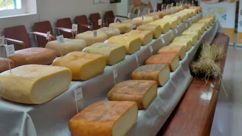 Quesos expuestos en la cata Quesos expuestos en la cata