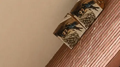 Callosa d’en Sarrià instala el primer sistema para proteger los nidos de golondrinas y evitar los excrementos en la vía pública Callosa d’en Sarrià instala el primer sistema para proteger los nidos de golondrinas y evitar los excrementos en la vía pública