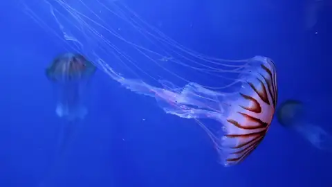 Imagen de unas medudas Imagen de unas medudas