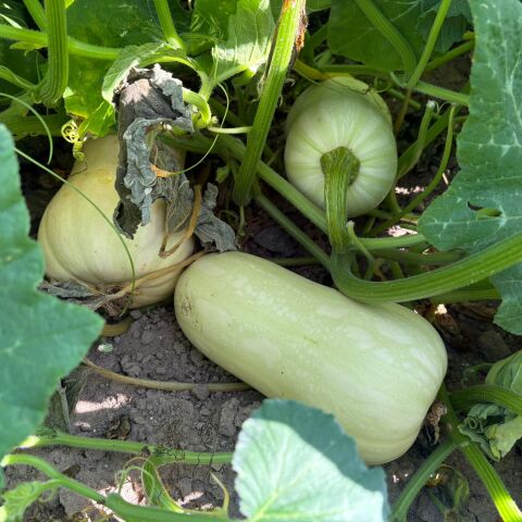 Archivo. Calabaza de cacahuete cultivada en la Comunitat Valenciana.