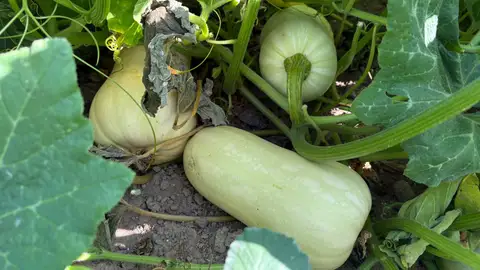 Archivo. Calabaza de cacahuete cultivada en la Comunitat Valenciana. Archivo. Calabaza de cacahuete cultivada en la Comunitat Valenciana.
