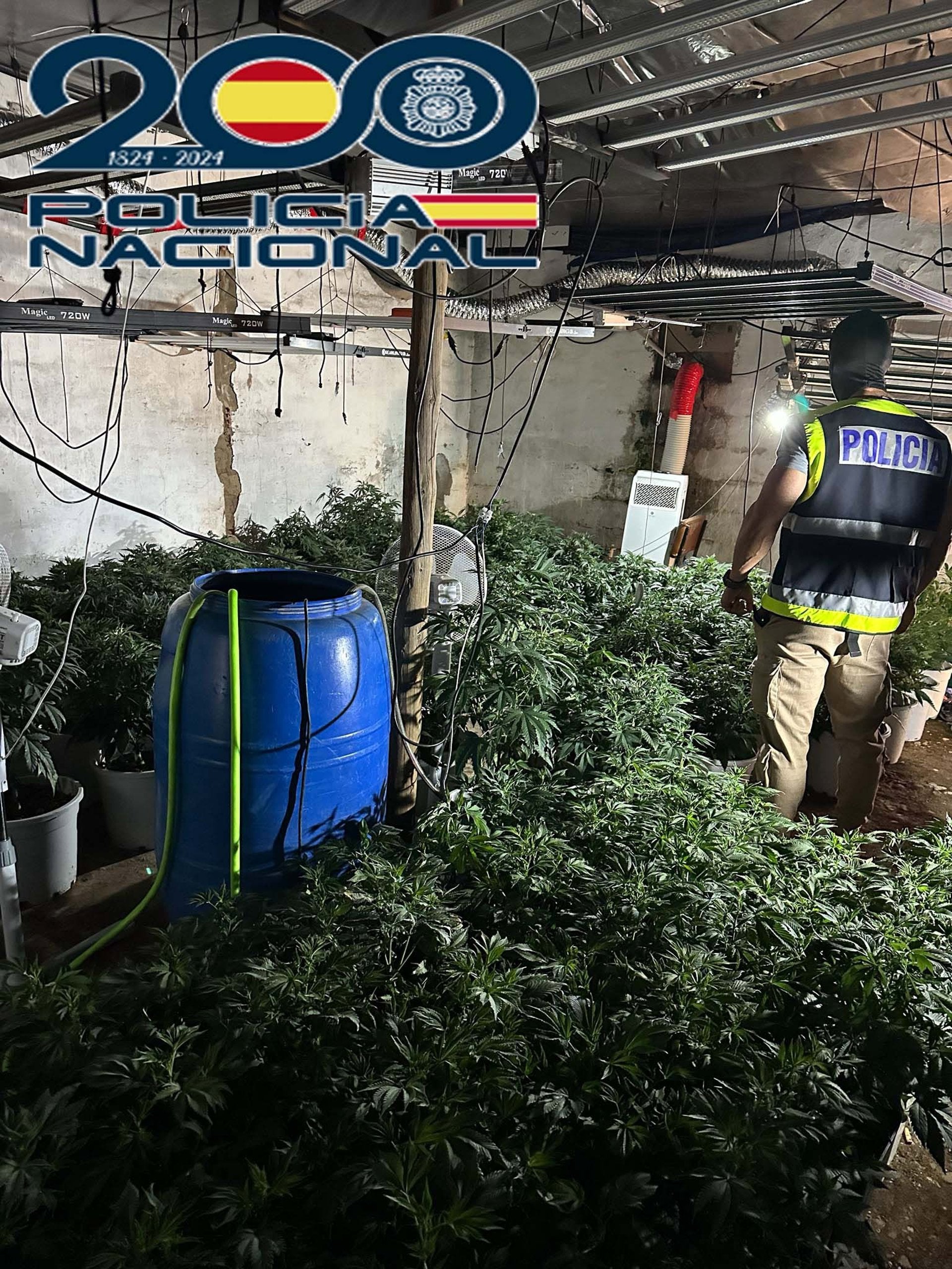 Detenido un varón de 29 años como responsable de una plantación de marihuana en Mérida Detenido un varón de 29 años como responsable de una plantación de marihuana en Mérida