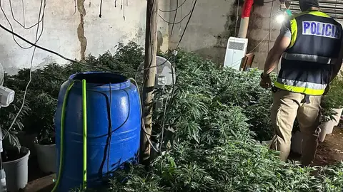 Detenido un varón de 29 años como responsable de una plantación de marihuana en Mérida Detenido un varón de 29 años como responsable de una plantación de marihuana en Mérida