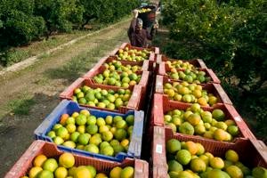 La falta de mano de obra amenaza la recogida de las cosechas en el campo de Alicante La falta de mano de obra amenaza la recogida de las cosechas en el campo de Alicante