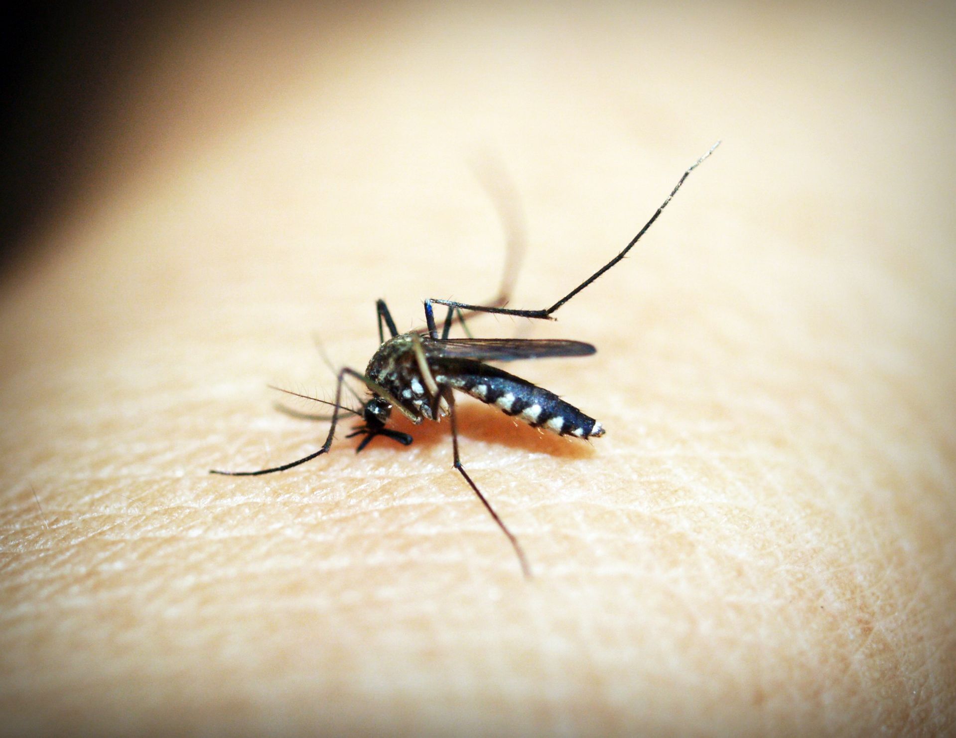 Imagen de archivo de un mosquito picando a una persona Imagen de archivo de un mosquito picando a una persona