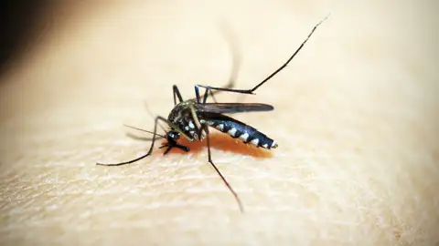 Imagen de archivo de un mosquito picando a una persona Imagen de archivo de un mosquito picando a una persona