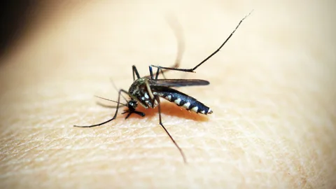 Imagen de archivo de un mosquito picando a una persona