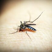 Imagen de archivo de un mosquito picando a una persona