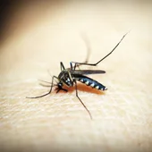 Imagen de archivo de un mosquito picando a una persona Imagen de archivo de un mosquito picando a una persona