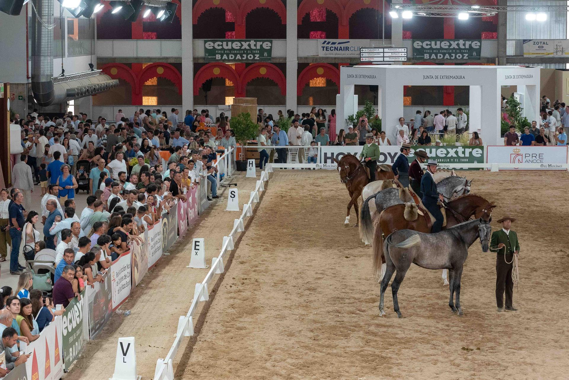 Más de 350 caballos, cerca de 150 jinetes y un centenar de ganaderías cerraban este domingo la XVII Feria Ecuextre de Badajoz Más de 350 caballos, cerca de 150 jinetes y un centenar de ganaderías cerraban este domingo la XVII Feria Ecuextre de Badajoz