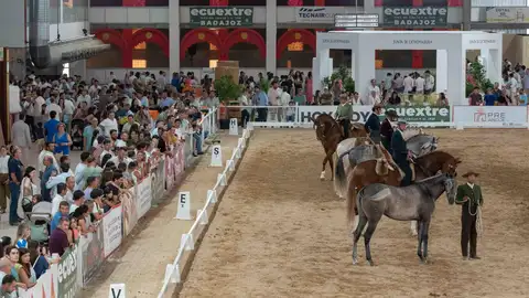Más de 350 caballos, cerca de 150 jinetes y un centenar de ganaderías cerraban este domingo la XVII Feria Ecuextre de Badajoz Más de 350 caballos, cerca de 150 jinetes y un centenar de ganaderías cerraban este domingo la XVII Feria Ecuextre de Badajoz