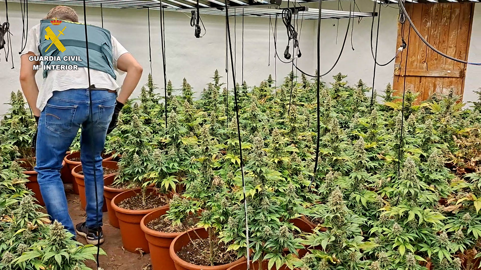 La Guardia Civil desmantela dos plantaciones de marihuana con más de 600 plantas en Almazora y Castellón La Guardia Civil desmantela dos plantaciones de marihuana con más de 600 plantas en Almazora y Castellón