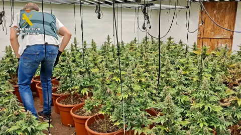La Guardia Civil desmantela dos plantaciones de marihuana con más de 600 plantas en Almazora y Castellón La Guardia Civil desmantela dos plantaciones de marihuana con más de 600 plantas en Almazora y Castellón