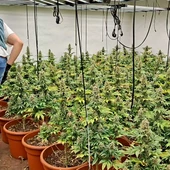La Guardia Civil desmantela dos plantaciones de marihuana con más de 600 plantas en Almazora y Castellón La Guardia Civil desmantela dos plantaciones de marihuana con más de 600 plantas en Almazora y Castellón