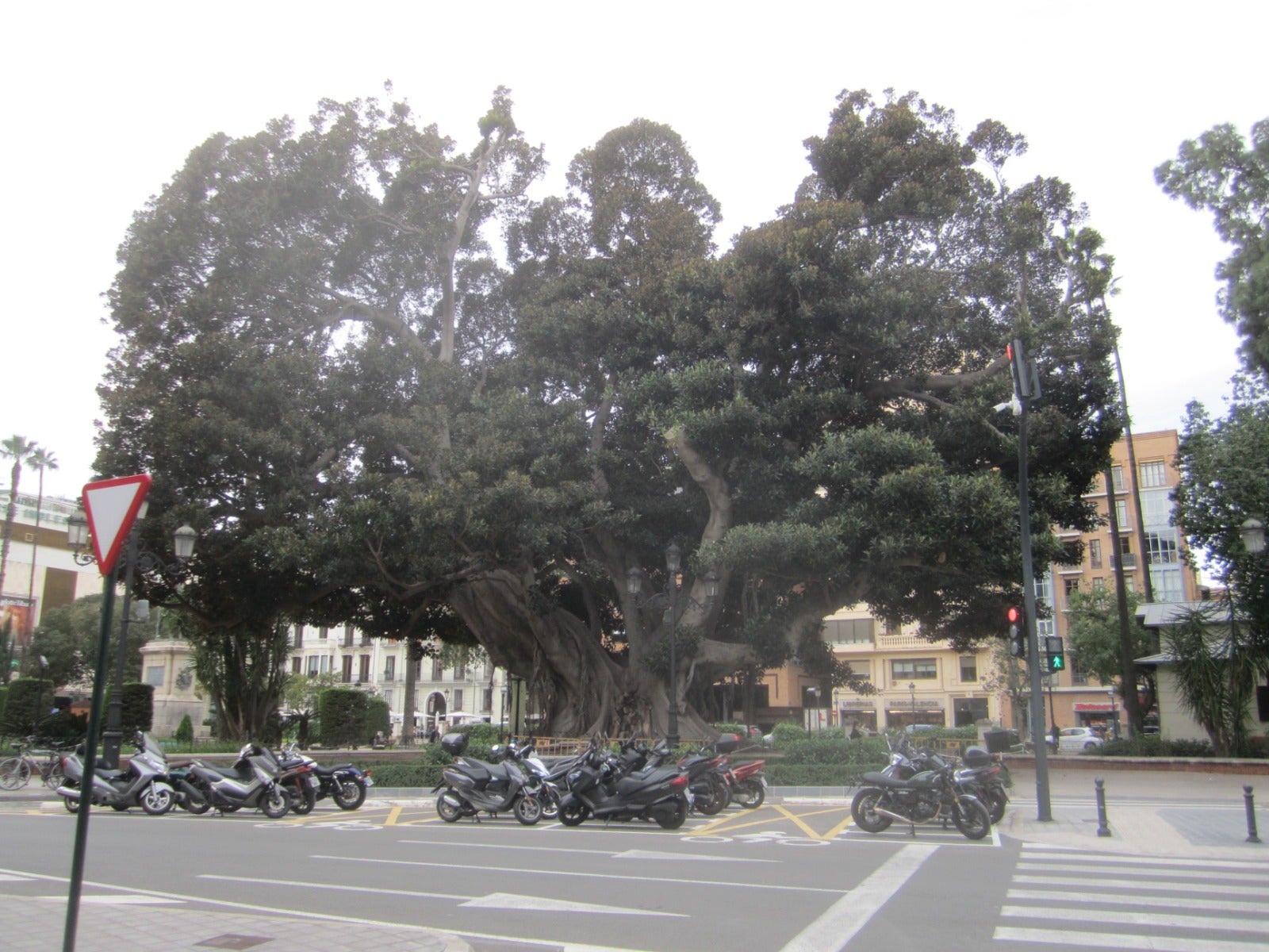 Así salvará el Ayuntamiento el monumental ficus del Parterre Así salvará el Ayuntamiento el monumental ficus del Parterre