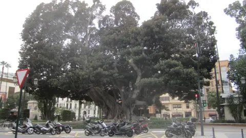 Estado actual del ficus del Parterre ficus