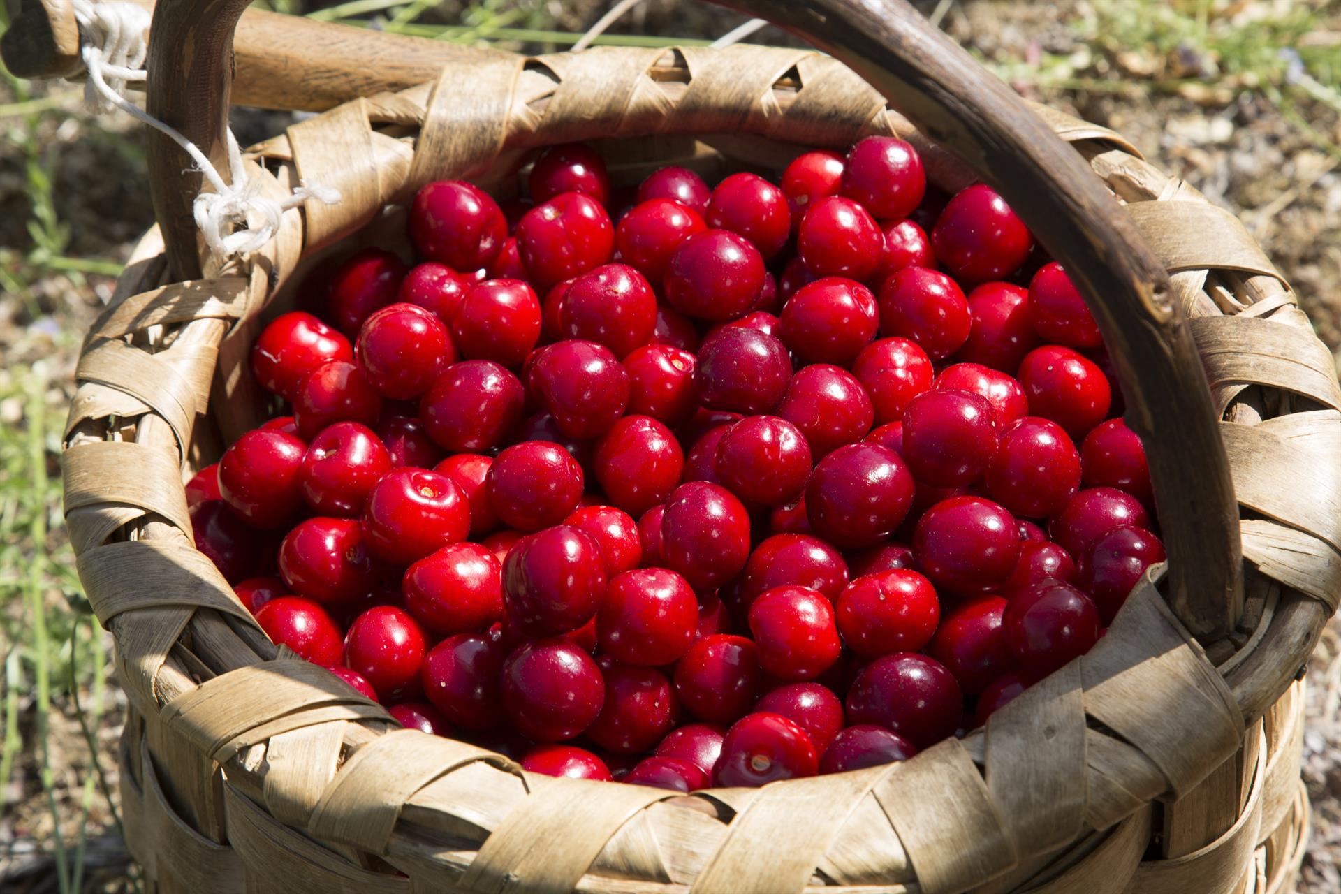 La DOP Cereza del Jerte arranca la certificación de la picota con una previsión de hasta 3,5 millones de kilos La DOP Cereza del Jerte arranca la certificación de la picota con una previsión de hasta 3,5 millones de kilos
