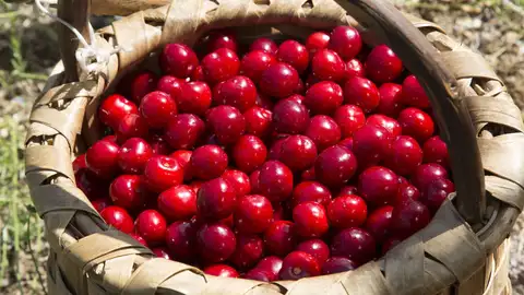 La DOP Cereza del Jerte arranca la certificación de la picota con una previsión de hasta 3,5 millones de kilos La DOP Cereza del Jerte arranca la certificación de la picota con una previsión de hasta 3,5 millones de kilos