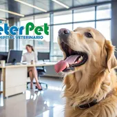 VETERPET Perro oficina VETERPET Perro oficina