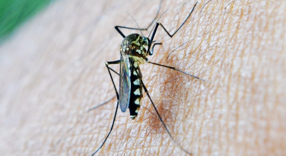 Confirman cinco nuevos casos de virus del Nilo en humanos en la provincia de Sevilla Confirman cinco nuevos casos de virus del Nilo en humanos en la provincia de Sevilla