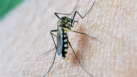 Mosquito del Virus del Nilo Mosquito del Virus del Nilo