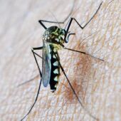 Mosquito del Virus del Nilo