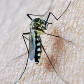 Mosquito del Virus del Nilo Mosquito del Virus del Nilo