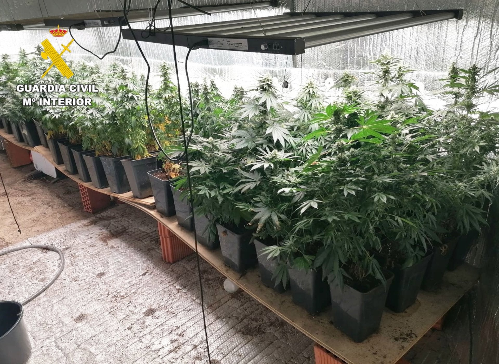 Desmantelada una plantación "indoor" de marihuana en Cabezón de la Sal Desmantelada una plantación "indoor" de marihuana en Cabezón de la Sal