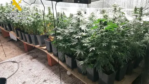 Desmantelada una plantación "indoor" de marihuana en Cabezón de la Sal Desmantelada una plantación "indoor" de marihuana en Cabezón de la Sal
