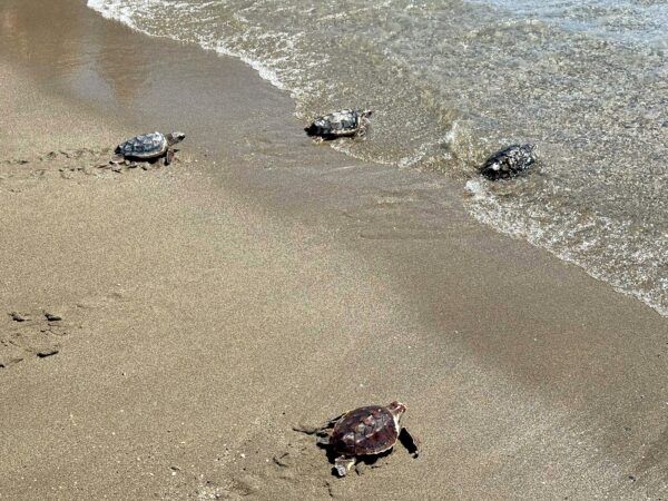 Las 27 tortugas bobas nacidas en Mojácar regresan al Mediterráneo tras un año de cuidados Las 27 tortugas bobas nacidas en Mojácar regresan al Mediterráneo tras un año de cuidados