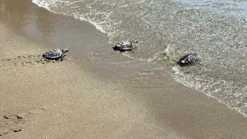 Las 27 tortugas bobas nacidas en Mojácar regresan al Mediterráneo tras un año de cuidados Las 27 tortugas bobas nacidas en Mojácar regresan al Mediterráneo tras un año de cuidados